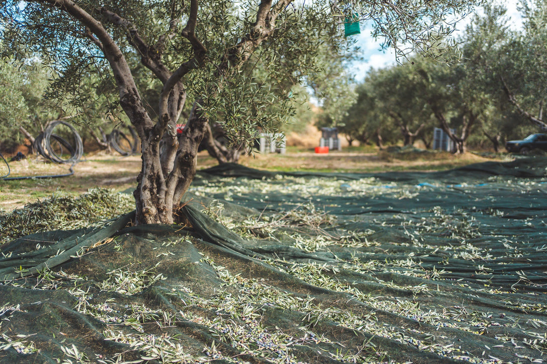 The Koroneiki Olive: Crete's Golden Treasure and the Heart of Greek Olive Oil